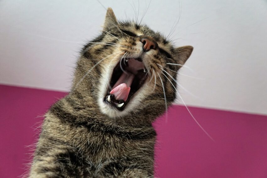 a cat... "singing"